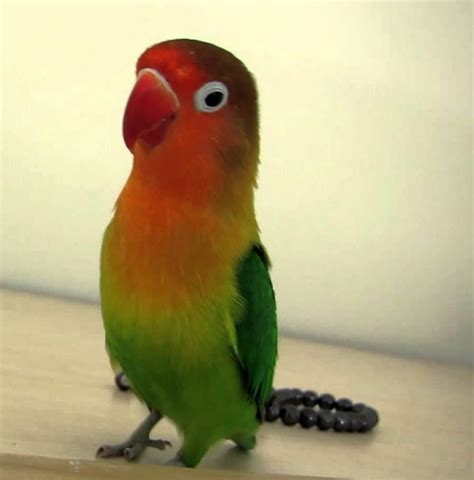 cennet papağanı fiyatları